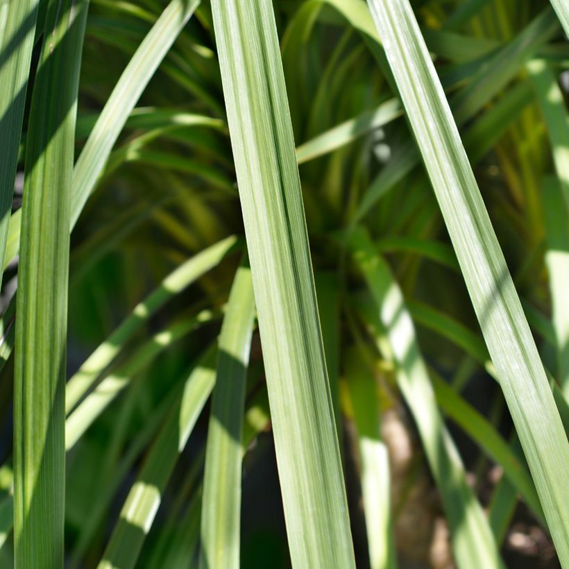 Cordyline indivisa - Cordiline (Fogliame)