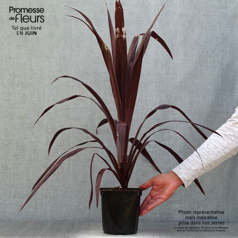 Esemplare di Cordyline obtecta Superstar - Cordiline Vaso da 3L/4L consegnato in estate