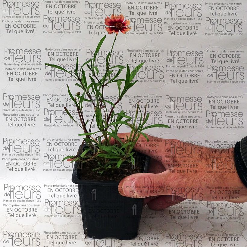Esempio di esemplare Coreopsis Desert Coral Vasetto da 8/9 cm come consegnato