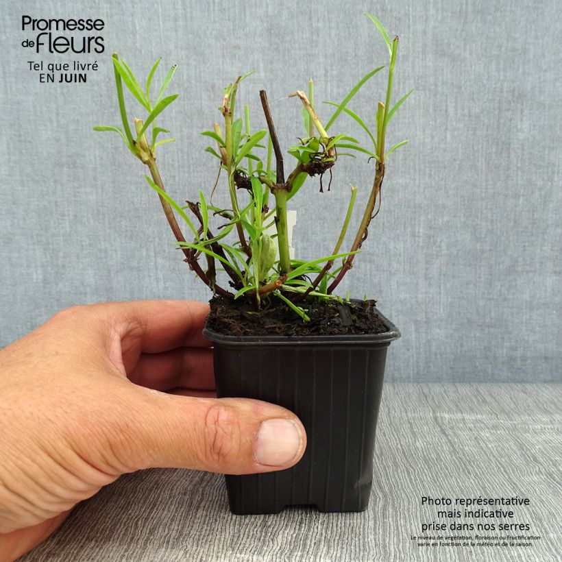 Esemplare di Coreopsis Mercury Rising Vasetto da 8/9 cm consegnato in estate