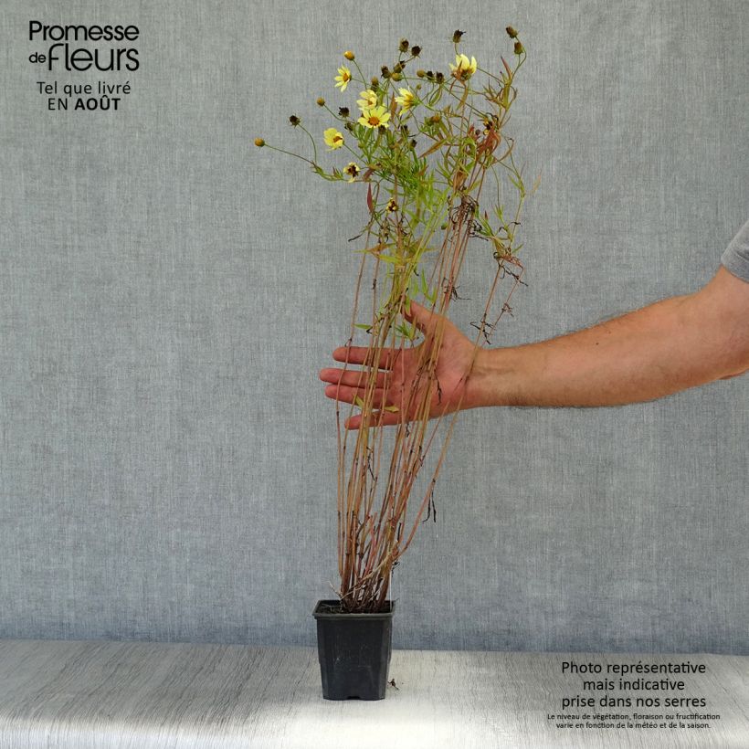 Esemplare di Coreopsis Redshift Vasetto da 8/9 cm consegnato in estate