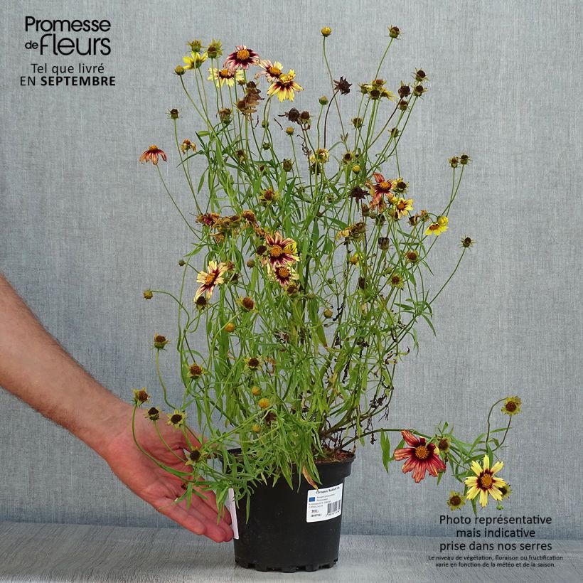 Esemplare di Coreopsis Redshift Vaso da 2L/3L consegnato in estate