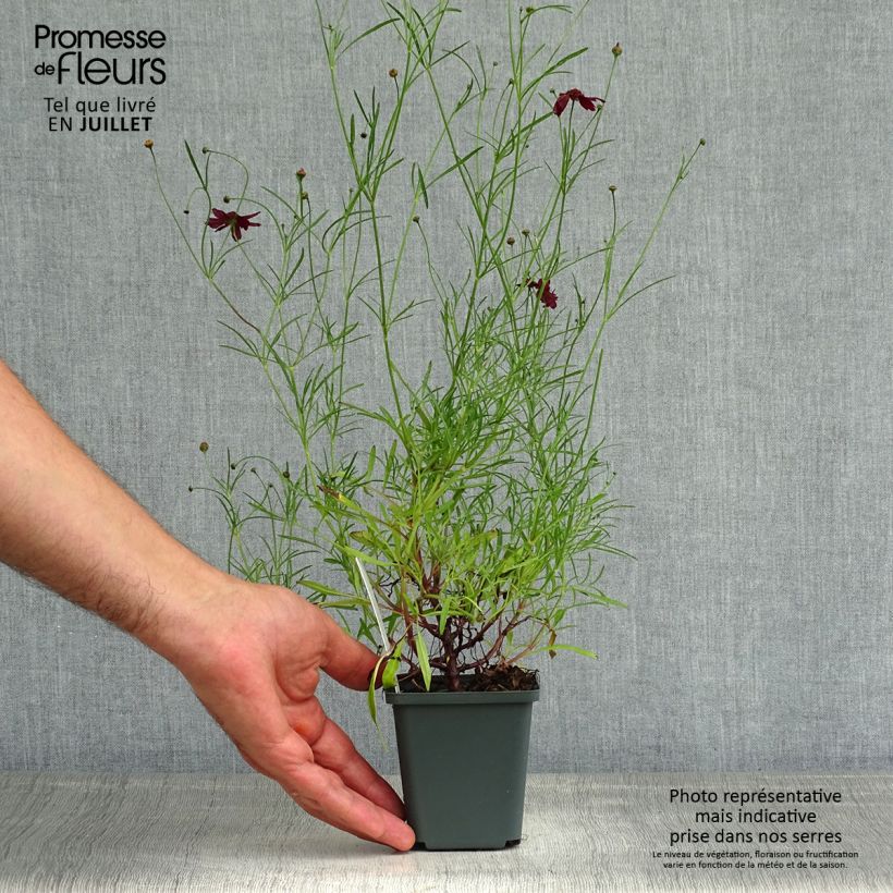 Esemplare di Coreopsis verticilliata Ruby Red Vasetto da 8/9 cm consegnato in estate