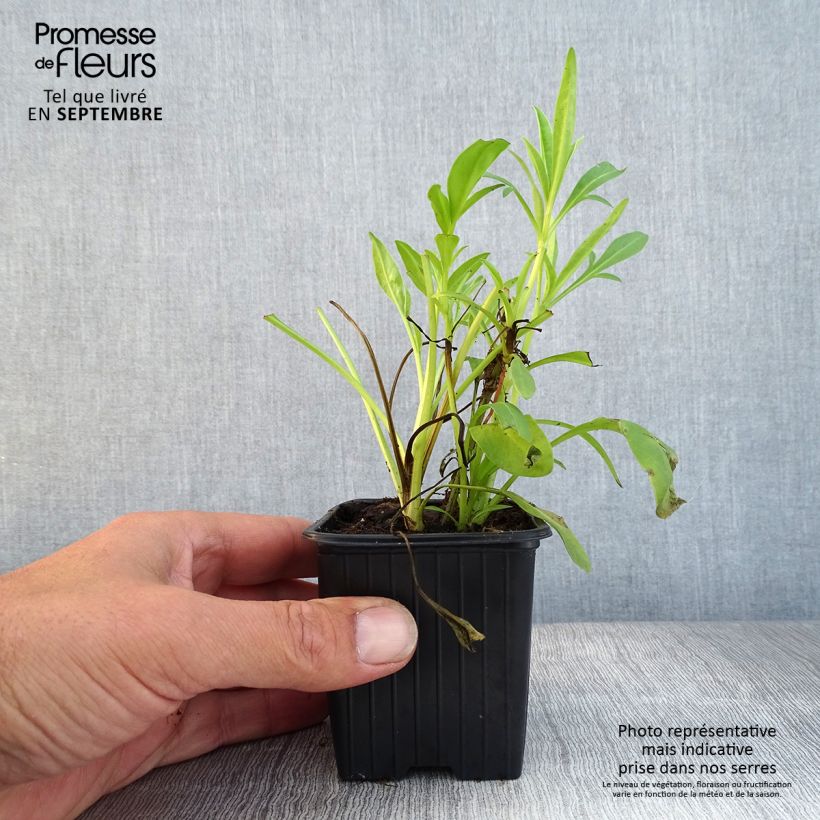 Esemplare di Coreopsis grandiflora Badengold Vasetto da 8/9 cm come consegnato in autunno