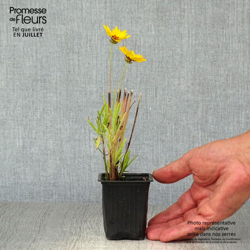 Esemplare di Coreopsis alpinus Early Sunrise Vasetto da 7/8 cm consegnato in estate