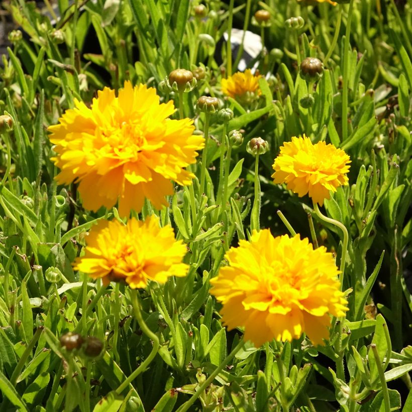 Coreopsis alpinus Early Sunrise (Fioritura)