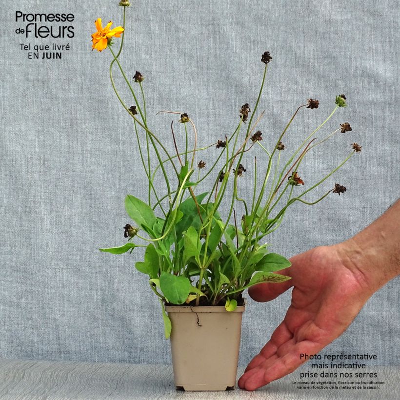 Esemplare di Coreopsis auriculata Nana Vasetto da 8/9 cm consegnato in estate