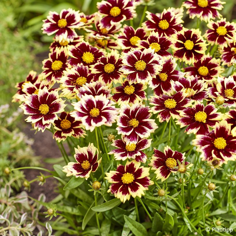 Coreopsis grandiflora Solar Fancy (Fioritura)