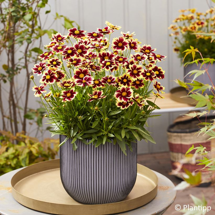 Coreopsis grandiflora Solar Fancy (Porto)