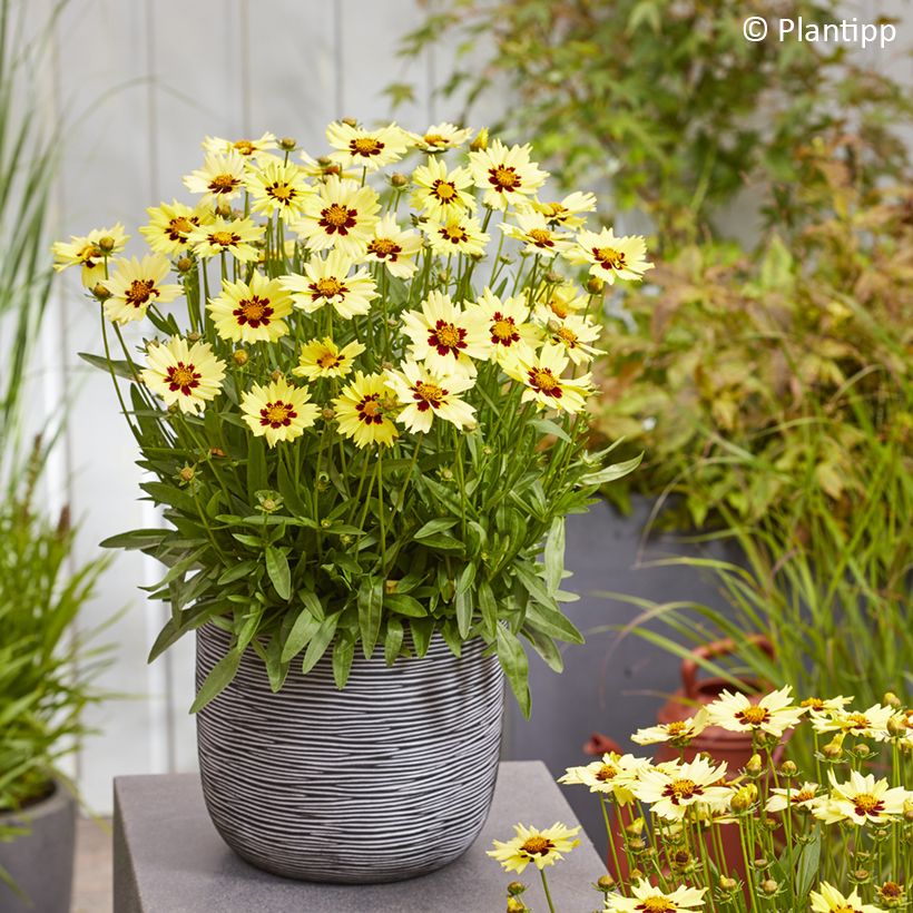 Coreopsis grandiflora Solar Moon (Porto)