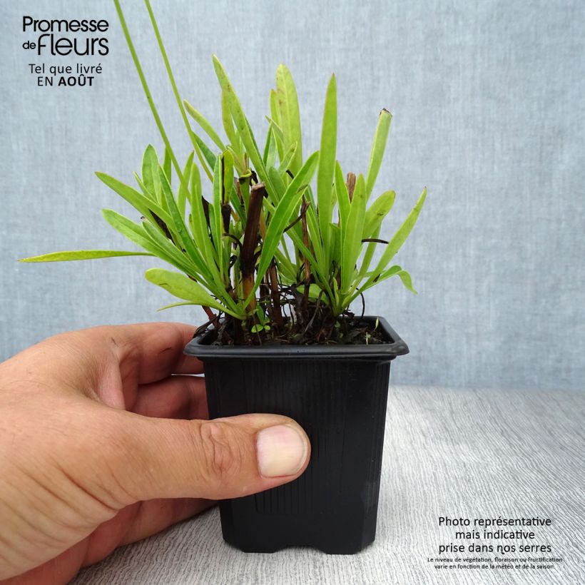 Esemplare di Coreopsis grandiflora Sonnenkind Vasetto da 8/9 cm consegnato in estate