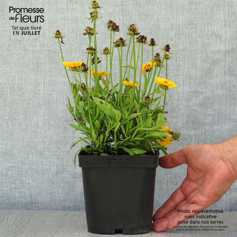 Esemplare di Coreopsis grandiflora Sonnenkind Vaso da 2L/3L consegnato in estate