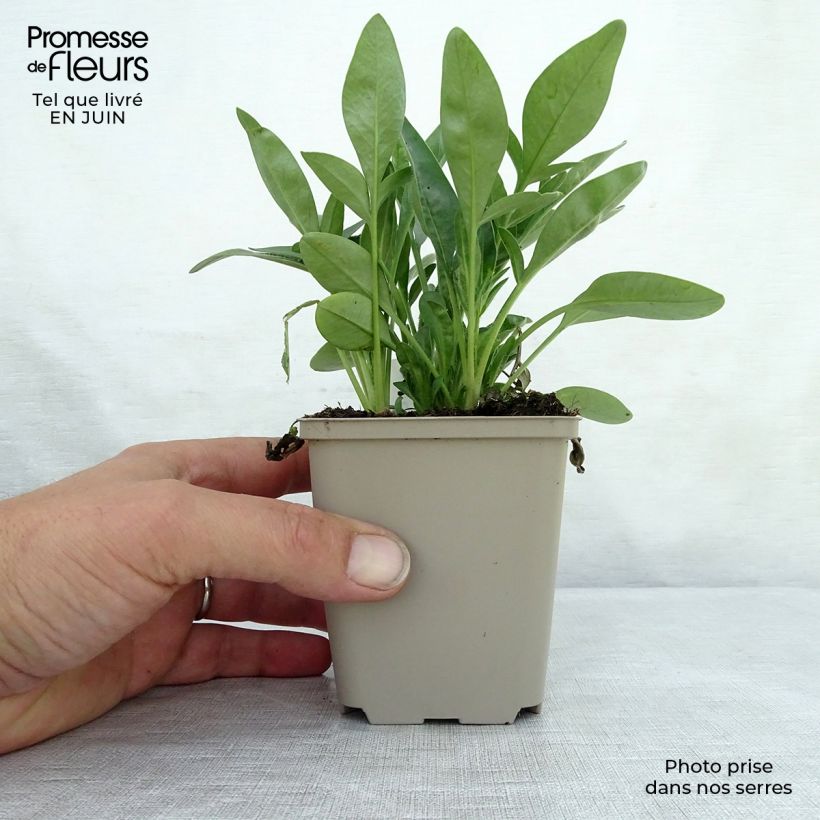 Esemplare di Coreopsis grandiflora Sunray Vasetto da 8/9 cm consegnato in estate
