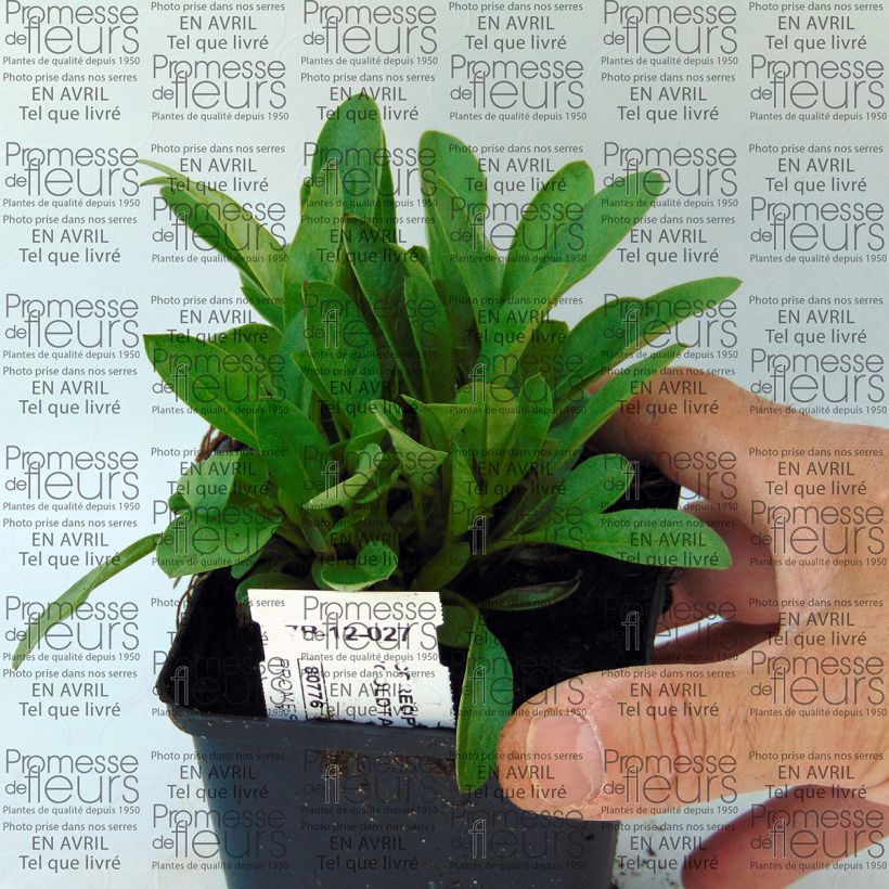Esempio di esemplare Coreopsis lanceolata Goldfink Vasetto da 8/9 cm come consegnato