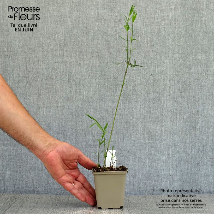 Esemplare di Coreopsis palmata Vasetto da 8/9 cm consegnato in estate