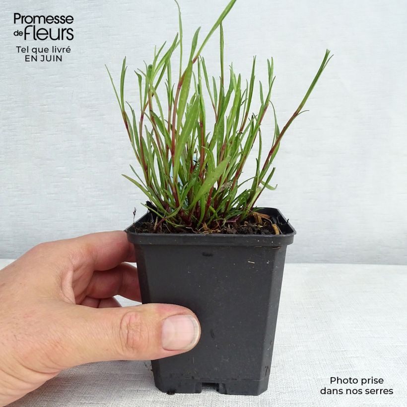 Esemplare di Coreopsis American Dream Vasetto da 8/9 cm consegnato in estate