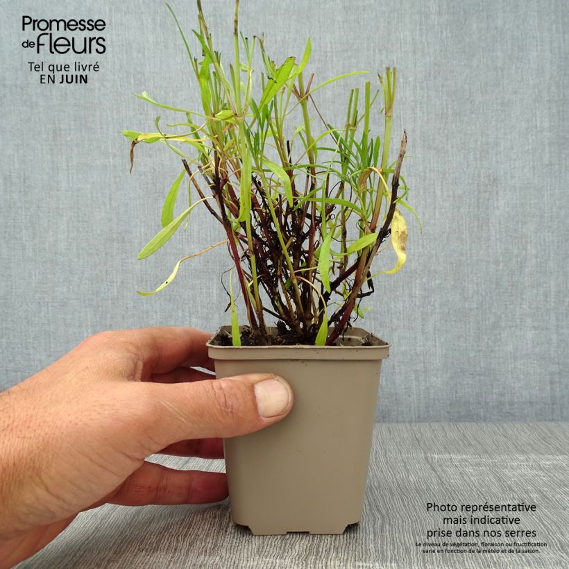 Esemplare di Coreopsis Sweet Dreams Vasetto da 8/9 cm consegnato in estate