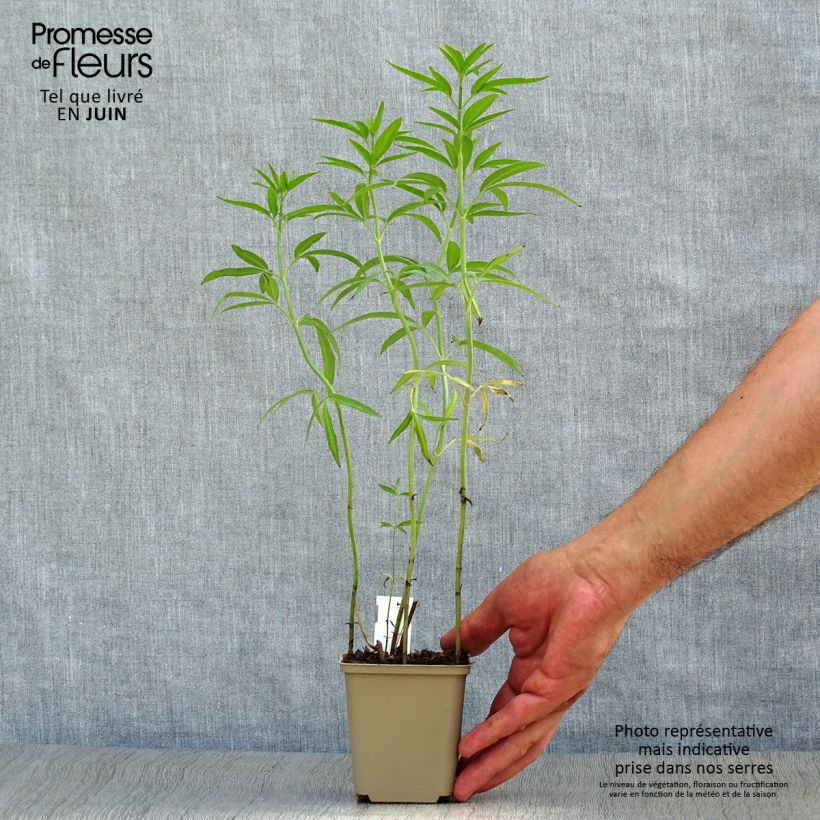 Esemplare di Coreopsis tripteris Vasetto da 8/9 cm consegnato in estate