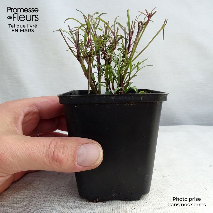 Coreopsis verticillata Bengal Tiger Vasetto da 8/9 cm esemplare consegnato in primavera