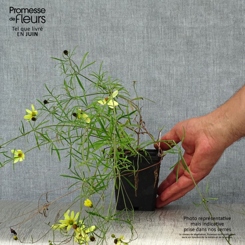 Esemplare di Coreopsis verticillata Moonbeam Vasetto da 7/8 cm consegnato in estate