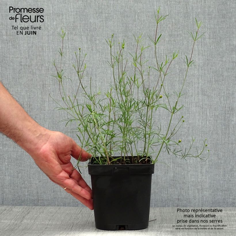 Esemplare di Coreopsis verticillata Moonbeam Vaso da 2L/3L consegnato in estate