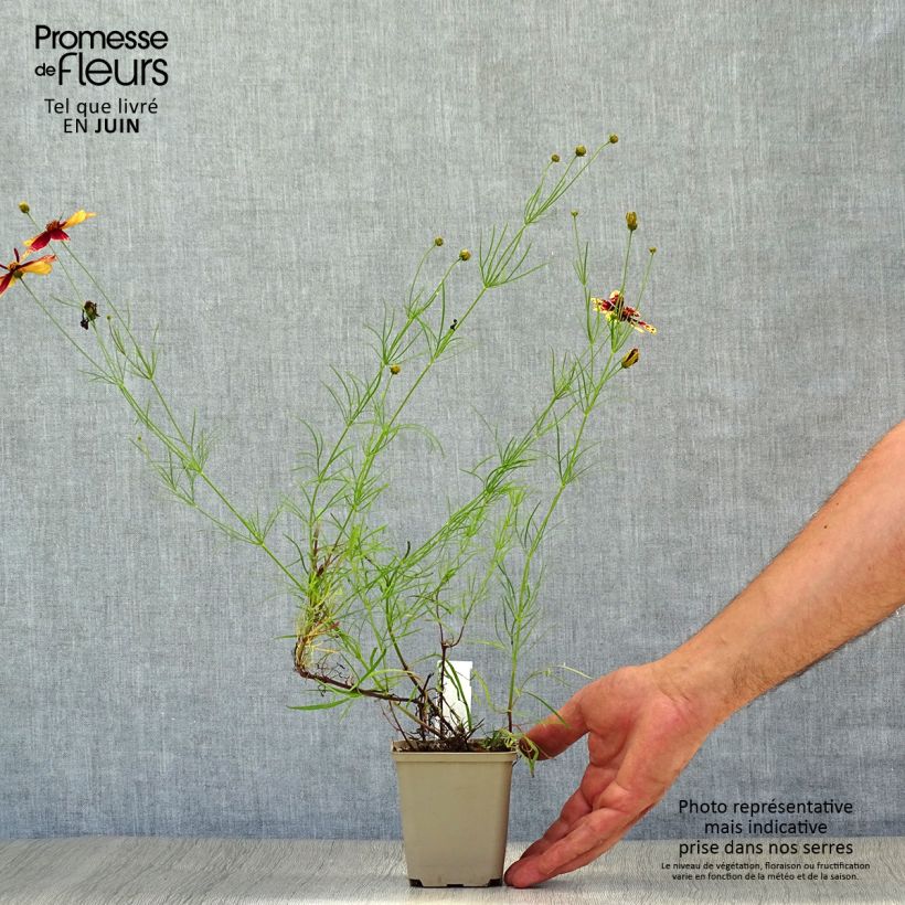 Esemplare di Coreopsis verticillata Route 66 Vasetto da 8/9 cm consegnato in estate