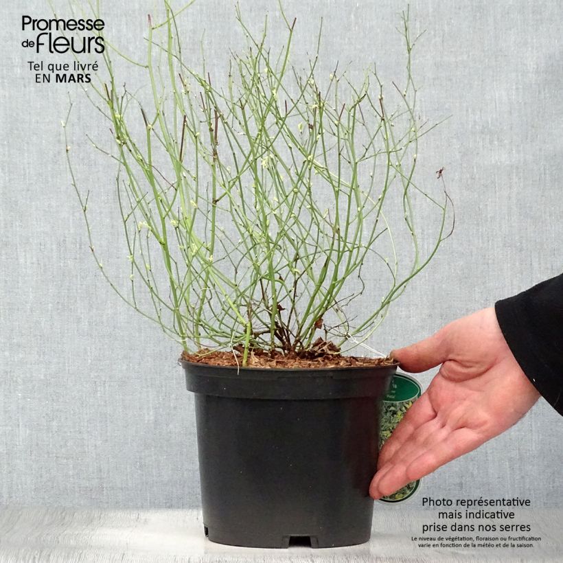 Kerria japonica Picta Vaso da 3L/4L esemplare consegnato in primavera