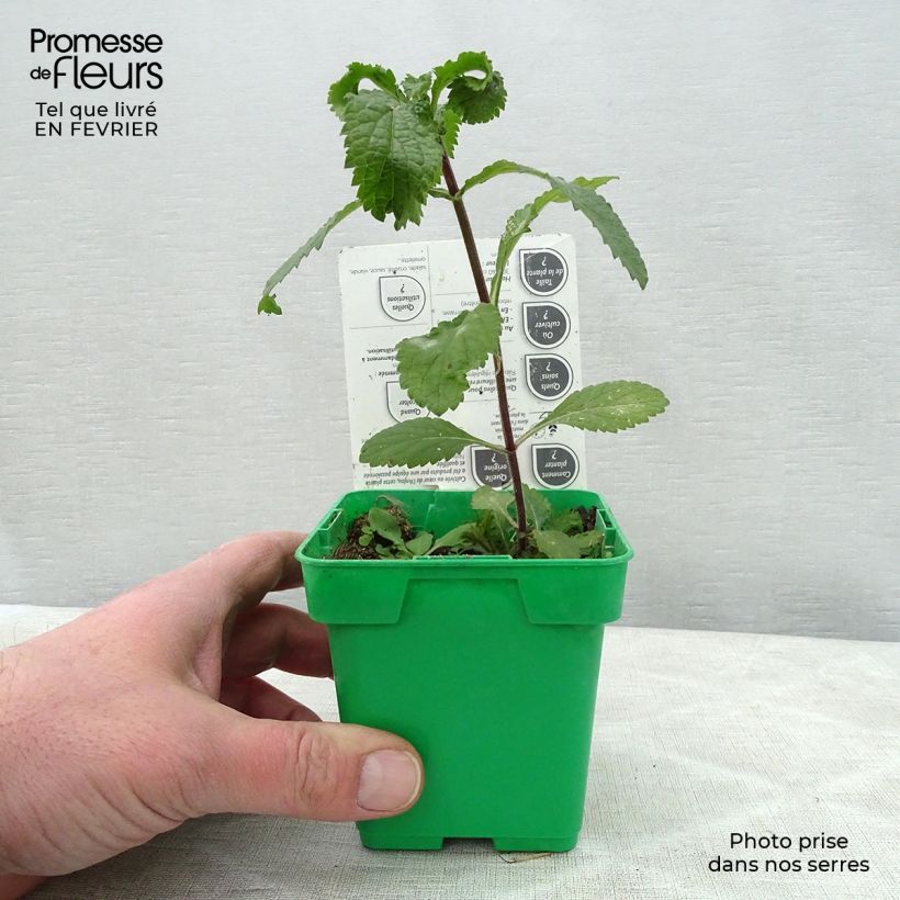 Coriandolo (piante) Vaso da Ø 10 cm/11 cm esemplare consegnato in inverno