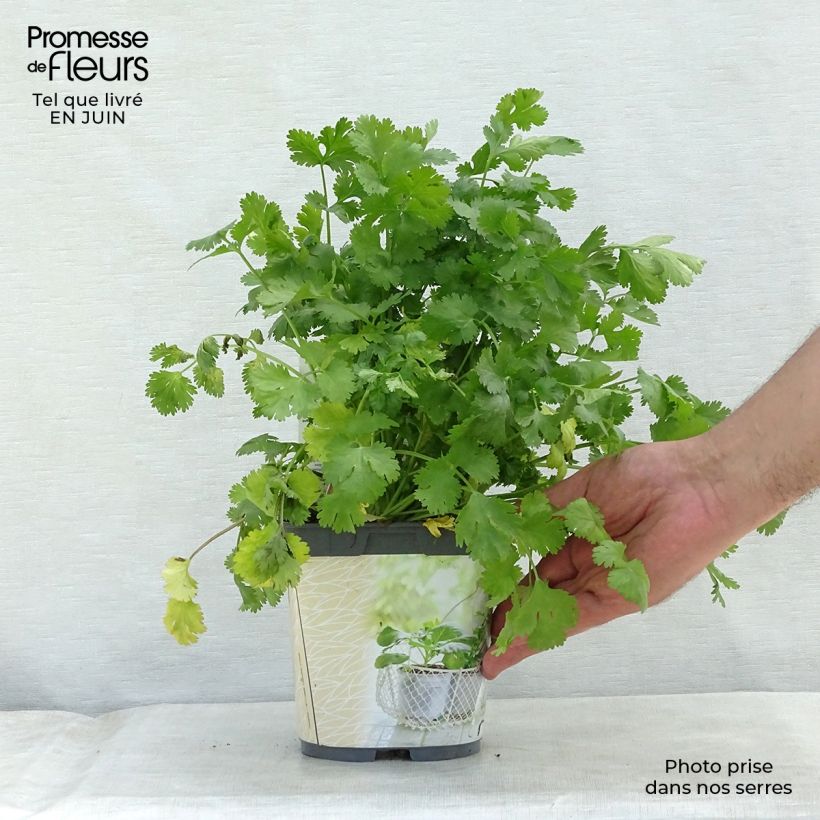 Esemplare di Coriandolo Bio - Coriandolo comune Vaso da 1L/1,5L consegnato in estate