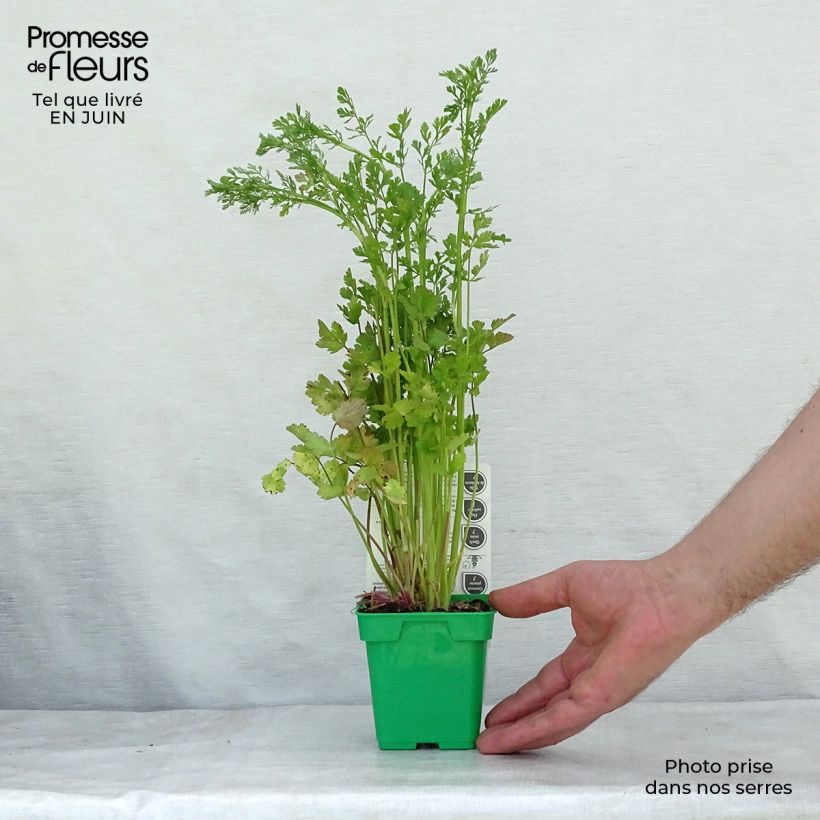 Esemplare di Persicaria odorata - Coriandolo vietnamita Vasetto da 8/9 cm consegnato in estate