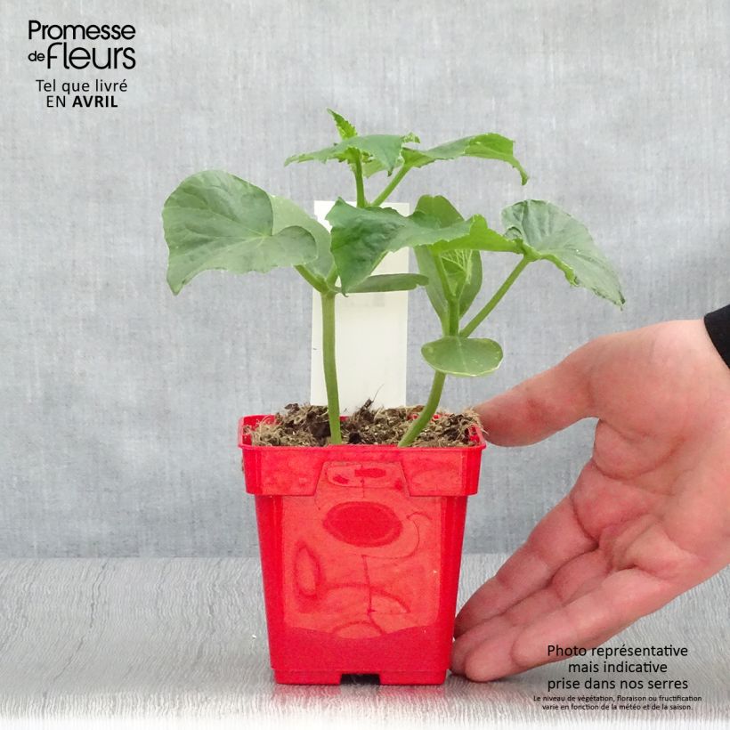 Cetriolino per sottaceto Ceto Vaso da Ø 10 cm/11 cm esemplare consegnato in primavera