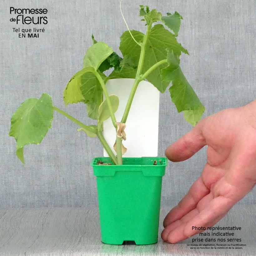 Cetriolino per sottaceto Szatmar F1 Vaso da Ø 10 cm/11 cm esemplare consegnato in primavera
