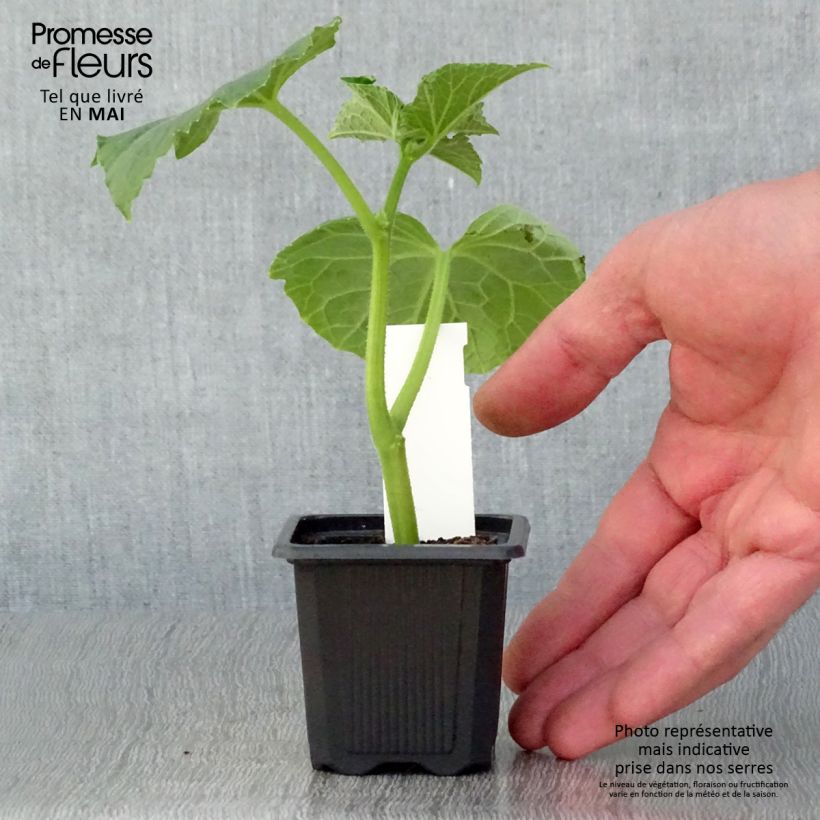 Cetriolino per sottaceto Verde Petit de Paris (piante) Vasetto da 7/8 cm esemplare consegnato in primavera
