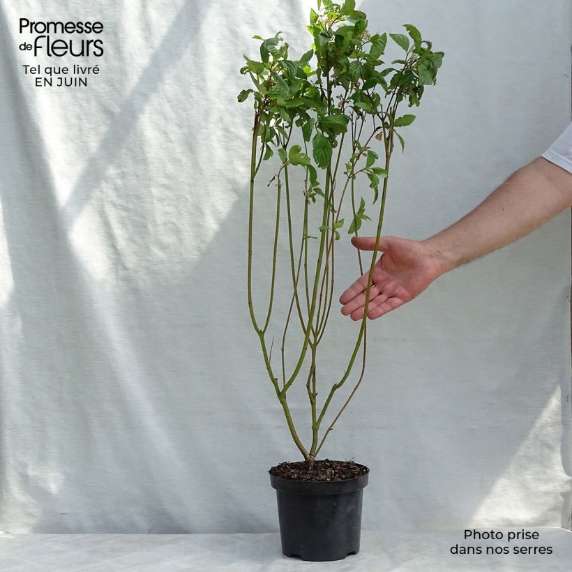 Esemplare di Corniolo bianco - Cornus alba Vaso da 2L/3L consegnato in estate