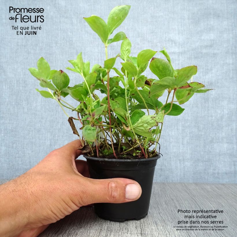 Esemplare di Cornus canadensis Vasetto da 8/9 cm consegnato in estate