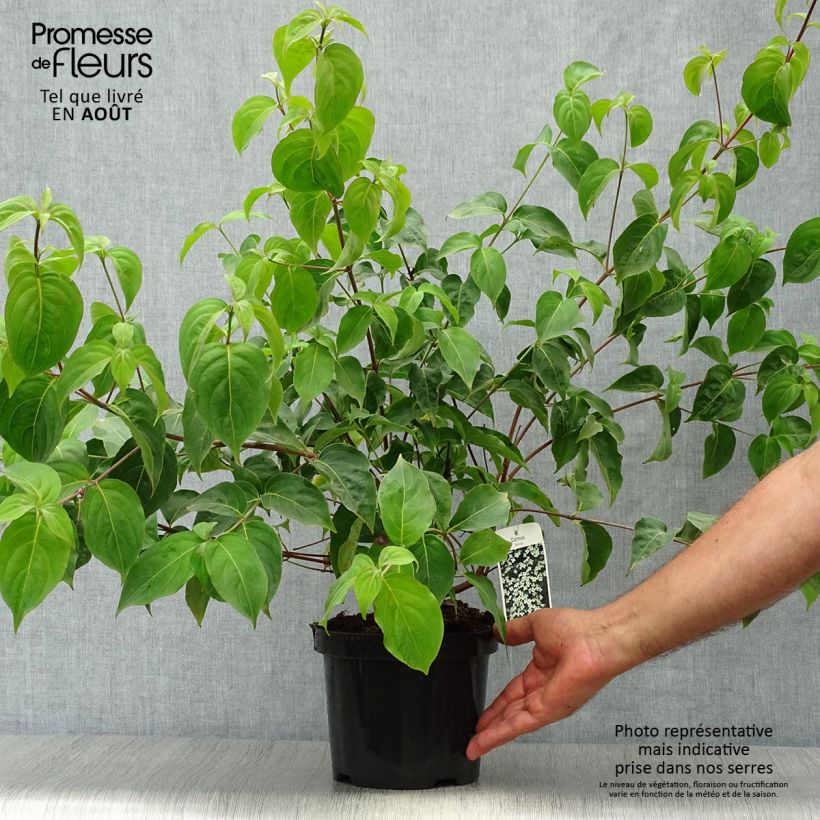 Esemplare di Cornus kousa Vaso da 2L/3L consegnato in estate