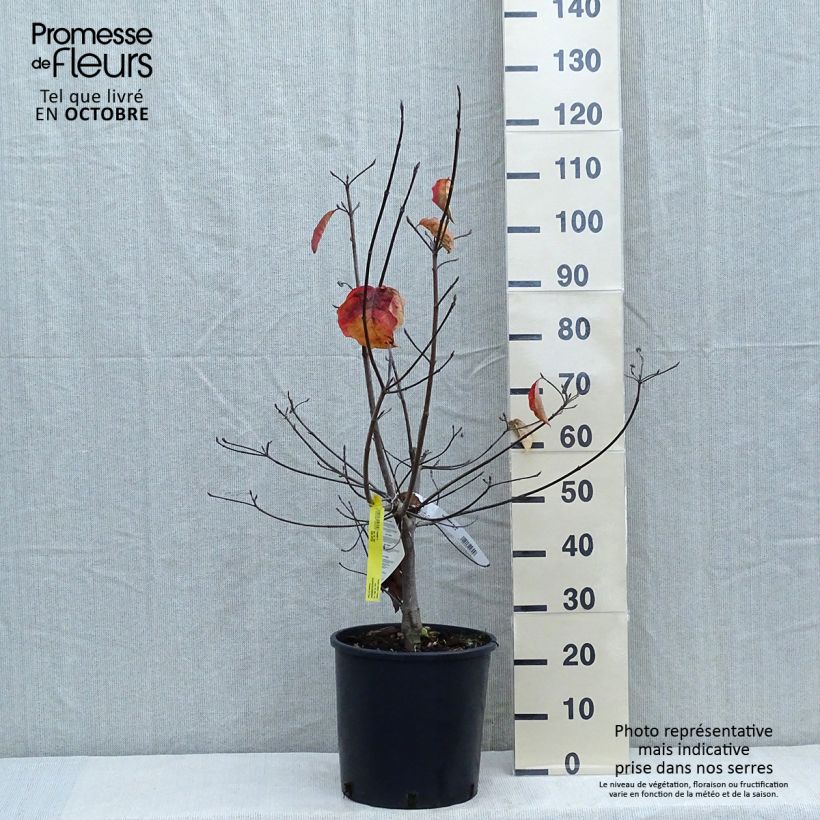 Esemplare di Cornus nuttallii Ascona - Corniolo da fiore Vaso da 12L/15L come consegnato in autunno