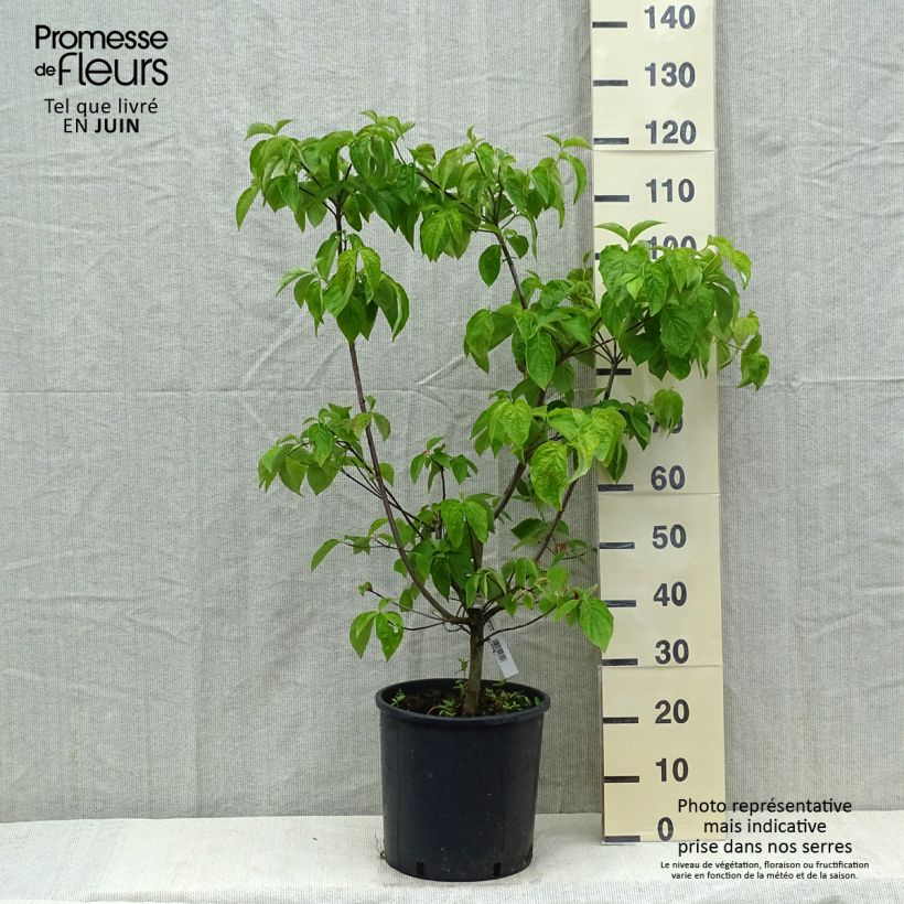 Cornus nuttallii Ascona - Corniolo da fiore Vaso da 12L/15L esemplare consegnato in primavera