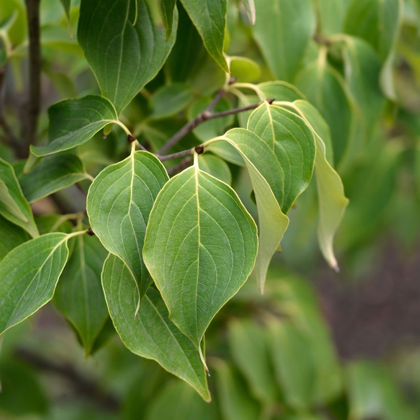 Cornus Eddie's White Wonder - Corniolo da fiore (Fogliame)