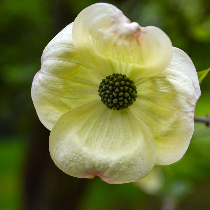 Cornus Eddie's White Wonder - Corniolo da fiore (Fioritura)