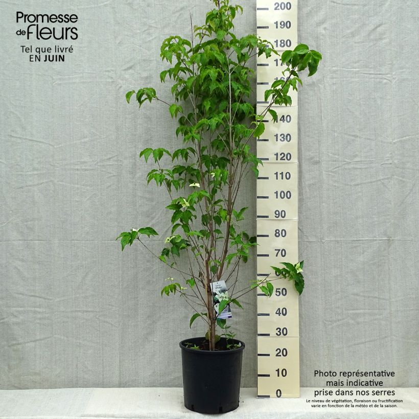 Cornus kousa Milky Way - Corniolo giapponese Vaso da 18L/20L esemplare consegnato in primavera
