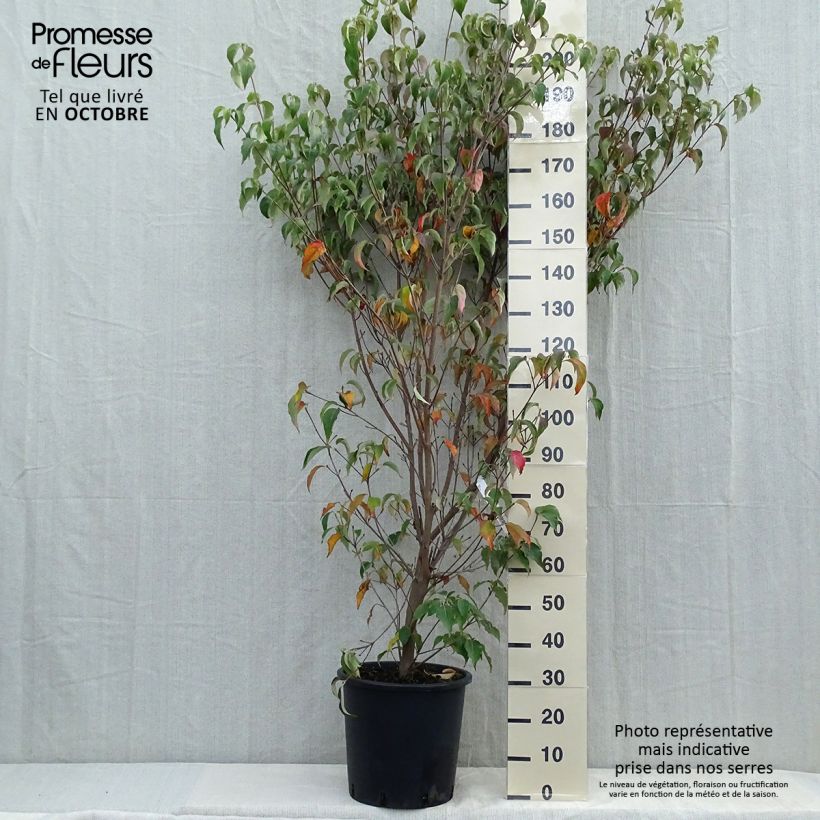 Esemplare di Cornus kousa Milky Way - Corniolo giapponese Vaso da 18L/20L come consegnato in autunno
