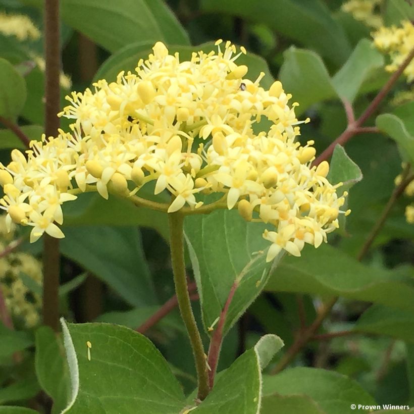 Cornus asperifolia var. drummondii Sunshiny Drops (Fioritura)