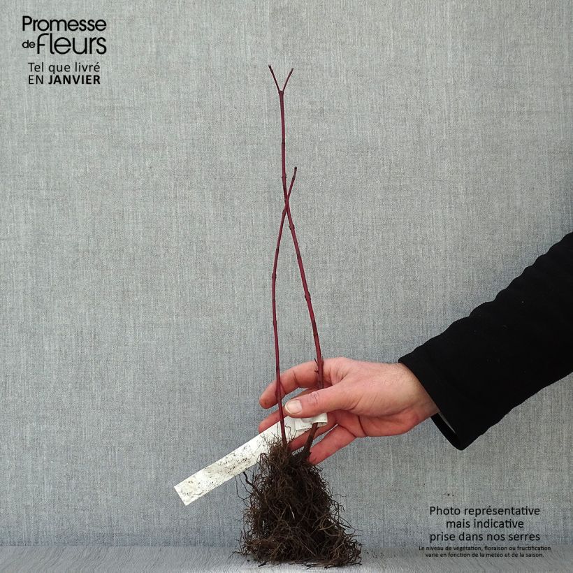 Cornus alba Aurea Piante piccole a radice nuda esemplare consegnato in inverno