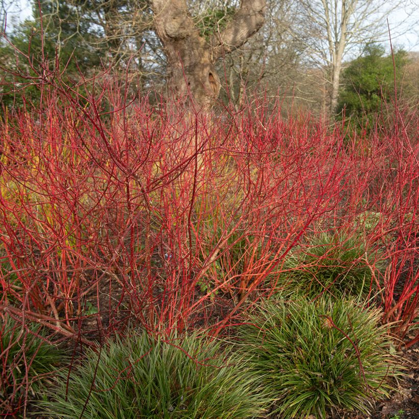 Cornus alba Baton Rouge (Porto)