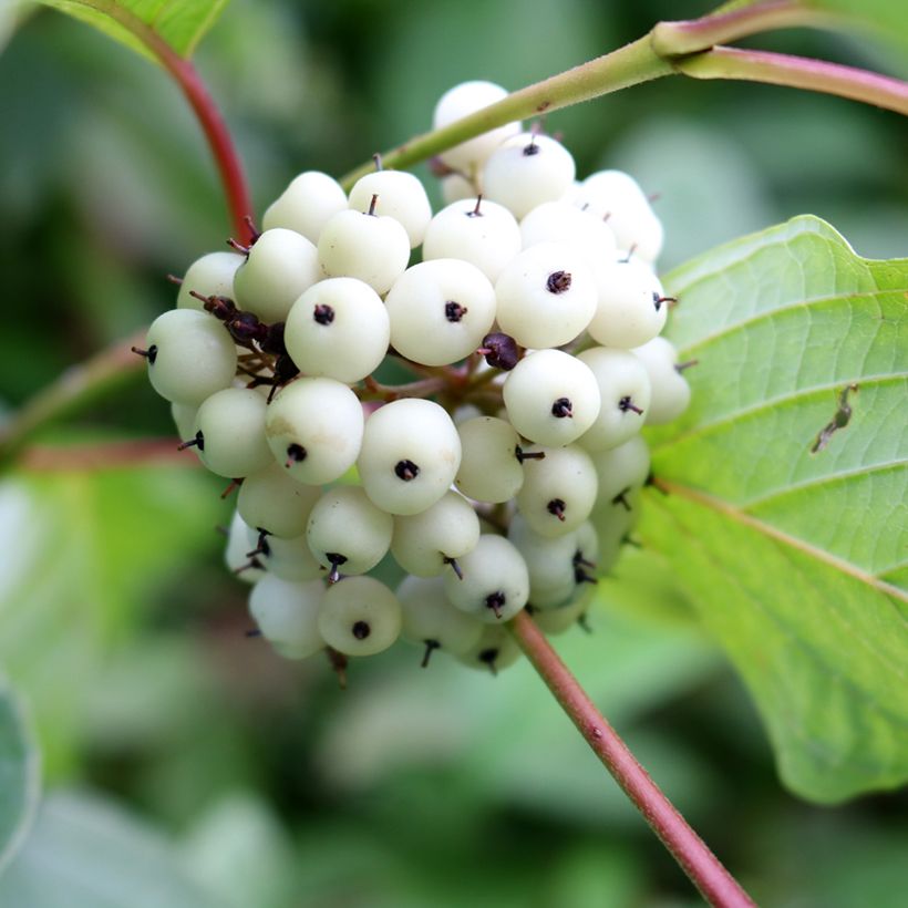Corniolo bianco - Cornus alba (Raccolta)