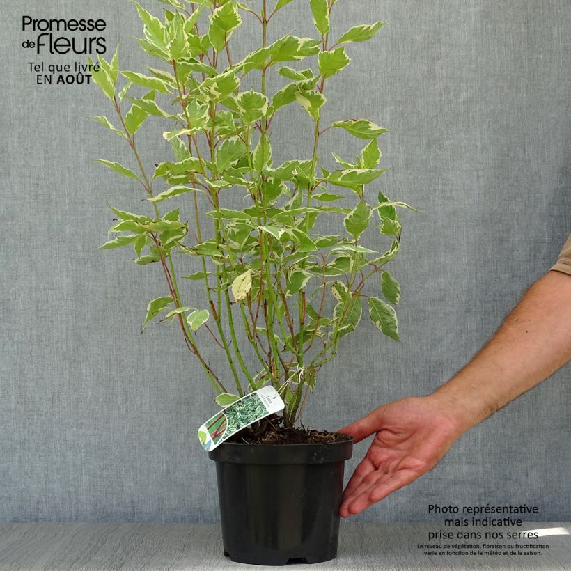 Esemplare di Cornus alba Elegantissima Vaso da 2L/3L consegnato in estate