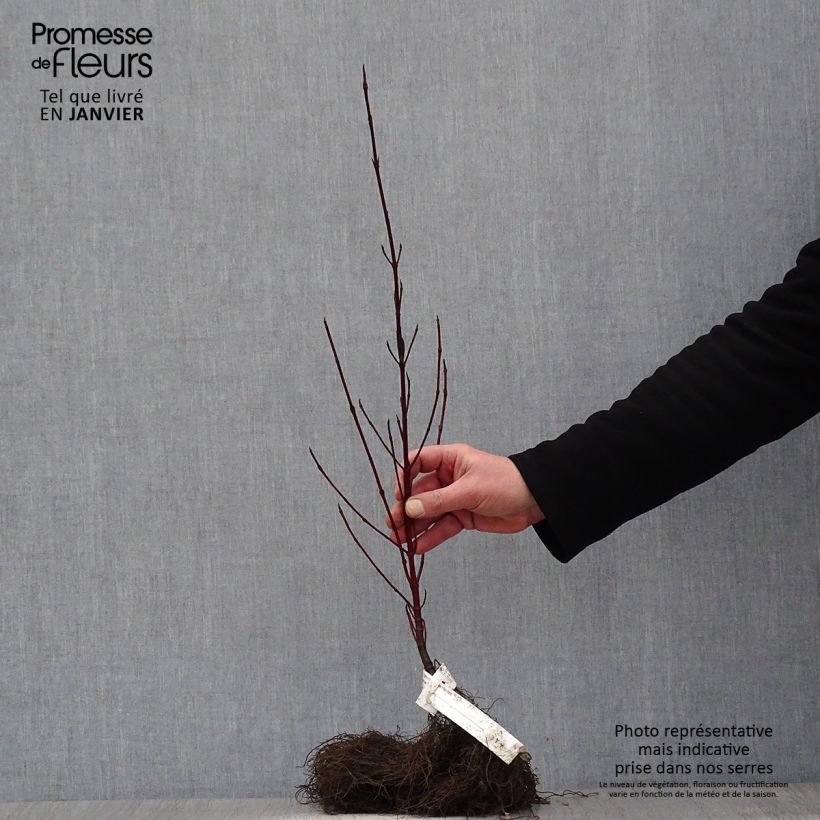 Cornus alba Elegantissima Piante piccole a radice nuda esemplare consegnato in inverno
