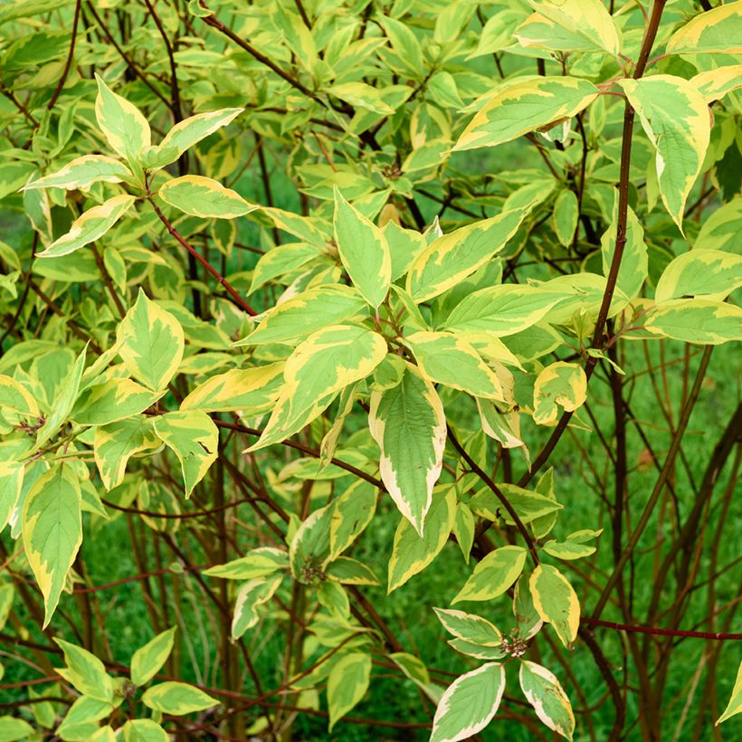 Cornus alba Gouchaultii (Fogliame)