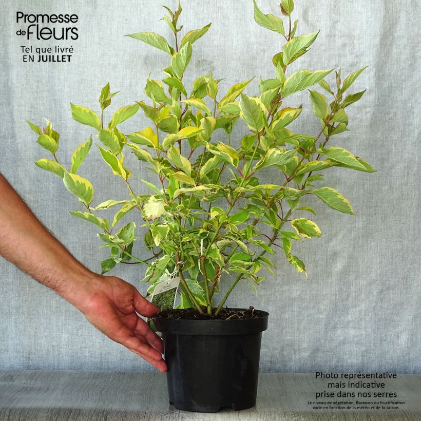 Esemplare di Cornus alba Gouchaultii Vaso da 3L/4L consegnato in estate